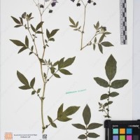 CIP 761450_OCH 12086b_09.jpg