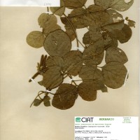 17851 herbarium