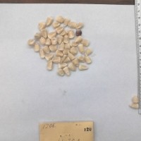 CIMMYTMA 120 - Reference Inventory.jpg