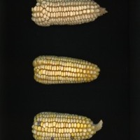 CIMMYTMA 19826 DURA 264 BA22U-2903-1 E.jpg