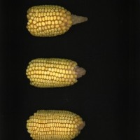 CIMMYTMA 7359 BRAZ 1288 AF17A-0903-127 E1.jpg