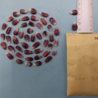 CIMMYTMA 7619 - Reference inventory.jpg