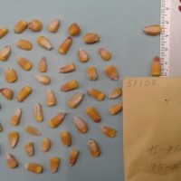 CIMMYTMA 5710 - Reference Inventory.jpg