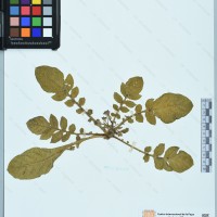 CIP 761145 herbarium