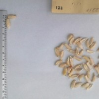 CIMMYTMA 221 - Reference Inventory.jpg