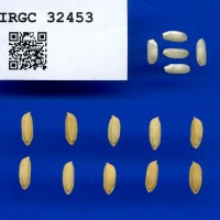 IRGC 32453 Seed Photo