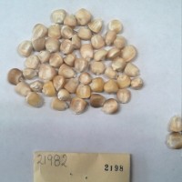 CIMMYTMA 2198 - Reference Inventory.jpg