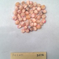 CIMMYTMA 3426 - Reference Inventory.jpg