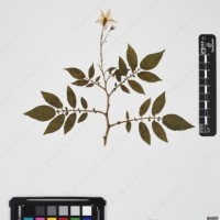 CIP 760259_HHCH 4562_10.jpg