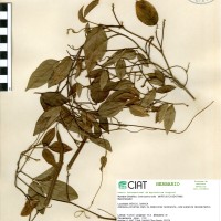 15759 herbarium