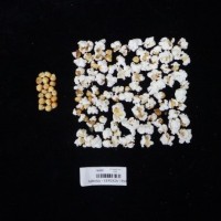 Popped and not popped comparison labeled.jpg