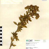 2935 herbarium