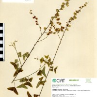 18455 herbarium