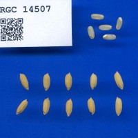 IRGC 14507 Seed Photo
