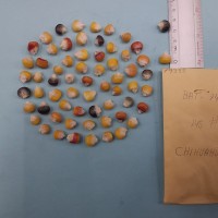 CIMMYTMA 7935 - Reference inventory.jpg