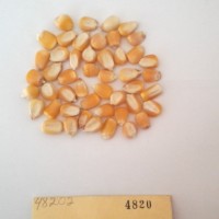 CIMMYTMA 4820 - Reference Inventory.jpg