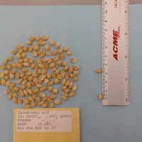 CIMMYTMA 29197 - Reference Inventory.jpg