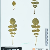 200074_HHCH 5081 CIP 760346.JPG