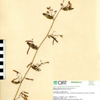 9250 herbarium