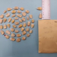 CIMMYTMA 7696 - Reference inventory.jpg