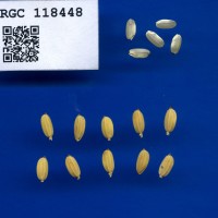 IRGC 118448 Seed Photo