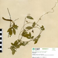 8609 herbarium