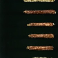 CIMMYTMA 18975 BOZM 1489 TC22U-2903-64 C.jpg