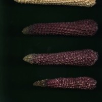 CIMMYTMA 12322 LIB 93 TC22U-2903-29 C.jpg