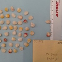 CIMMYTMA 5284 - Reference Inventory.jpg