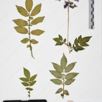 CIP 760030_OCH S86_04.jpg