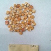 CIMMYTMA 2975 - Reference Inventory.jpg