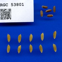 IRGC 53801 Seed Photo