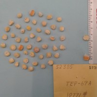 CIMMYTMA 5238 - Reference Inventory.jpg