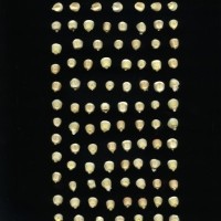 CIMMYTMA 1077 GUAT 155 AF18A-0903-108 K.jpg