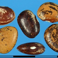 G25779 seed.jpg