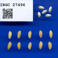 IRGC 27496 Seed Photo