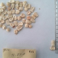 CIMMYTMA 415 - Reference Inventory.jpg