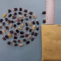 CIMMYTMA 7547 - Reference inventory.jpg