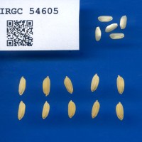 IRGC 54605 Seed Photo