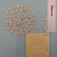 CIMMYTMA 5135 - Reference Inventory.jpg