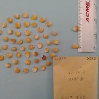 CIMMYTMA 5282 - Reference Inventory.jpg