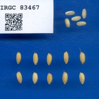 IRGC 83467 Seed Photo