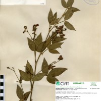 21084 herbarium