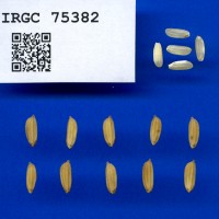 IRGC 75382 Seed Photo