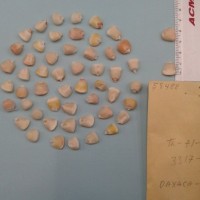 CIMMYTMA 5848 - Reference Inventory.jpg