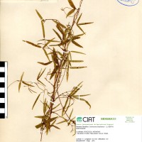 15918 herbarium