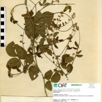 7157 herbarium