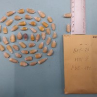 CIMMYTMA 7689 - Reference inventory.jpg