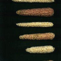 CIMMYTMA 23784 APUC. 237 TC22U-2903-38 C.jpg