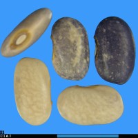 G21192 seed.jpg
